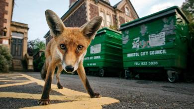 ‘Mad’ Green Party council wants to collect black bin bags once a month ‘Mad’ Green Party council wants to collect black bin bags once a month