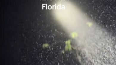 Phenomenon sparks bioweapon conspiracy theories after drone sightings Phenomenon sparks bioweapon conspiracy theories after drone sightings