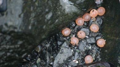 Researchers make troubling discovery in highly sought-after fish: ‘There’s a problem here’ Researchers make troubling discovery in highly sought-after fish: ‘There’s a problem here’