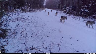 Michigan DNR asks for public’s help for wolf survey in Northern Lower Peninsula Michigan DNR asks for public’s help for wolf survey in Northern Lower Peninsula