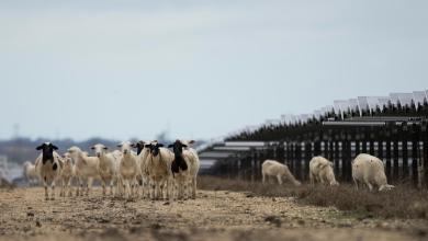 Solar farms are booming in the US and putting thousands of hungry sheep to work Solar farms are booming in the US and putting thousands of hungry sheep to work