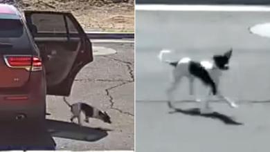 Video Captures ‘Soulless’ Person Dumping Dog on Arizona Street and Telling Pet ‘Bye-Bye’ Before Driving Off Video Captures ‘Soulless’ Person Dumping Dog on Arizona Street and Telling Pet ‘Bye-Bye’ Before Driving Off
