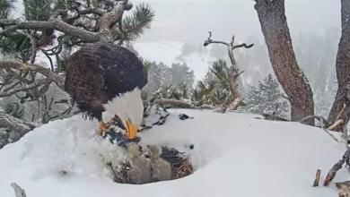 Concerns grow over status of third eaglet Concerns grow over status of third eaglet