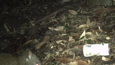 Trail cameras capture incredibly rare footage of elusive creature: ‘Notoriously difficult to detect’ Trail cameras capture incredibly rare footage of elusive creature: ‘Notoriously difficult to detect’