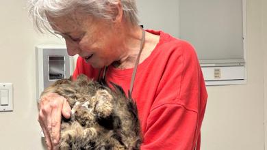 One cat’s incredible reunion with its owner after the LA wildfires One cat’s incredible reunion with its owner after the LA wildfires