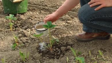 Researchers make surprising discovery after planting two common crops side by side — here’s how it could shake up food production Researchers make surprising discovery after planting two common crops side by side — here’s how it could shake up food production