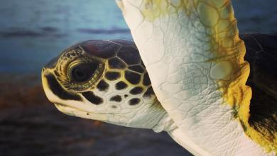 What Do Sea Turtles Do In Their ‘Lost Years’? What Do Sea Turtles Do In Their ‘Lost Years’?