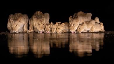 ‘It was not just one species’ ‘It was not just one species’