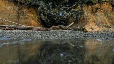 Famous ‘Tree of Life’ slumps but struggles to survive on WA coast after recent storms Famous ‘Tree of Life’ slumps but struggles to survive on WA coast after recent storms