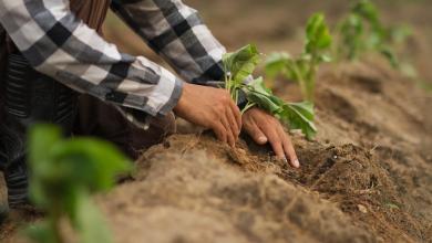 Scientists make incredible discovery after studying innovative planting technique β here’s how it could revolutionize agriculture Scientists make incredible discovery after studying innovative planting technique β here’s how it could revolutionize agriculture