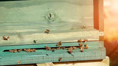 ‘May need to adapt their practices’ ‘May need to adapt their practices’