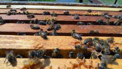 Worst bee loss in recorded history Worst bee loss in recorded history