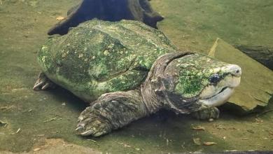 ‘Majestic’ 125-year-old creature that staff loved to swim with has died, NC Zoo says ‘Majestic’ 125-year-old creature that staff loved to swim with has died, NC Zoo says