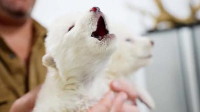 Biotech firm says it’s revived dire wolf 13,000 years after extinction Biotech firm says it’s revived dire wolf 13,000 years after extinction