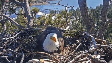 Eaglet that disappeared from nest in California ‘did not make it’ through storm Eaglet that disappeared from nest in California ‘did not make it’ through storm