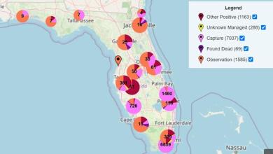 Invasive Argentine tegu has established itself in a new Florida county. What to know Invasive Argentine tegu has established itself in a new Florida county. What to know