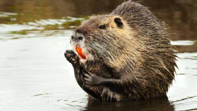 The federal government is begging people to eat this massive, harmful rodent species The federal government is begging people to eat this massive, harmful rodent species