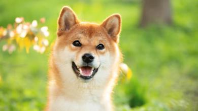 Can Shiba Inu Reach in 2025? The Answer Will Make Your Head Spin. Can Shiba Inu Reach in 2025? The Answer Will Make Your Head Spin.