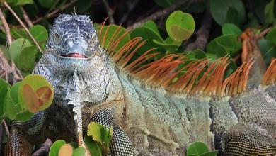 You can eat these 5 invasive animals to help population control, US Fish & Wildlife Service says You can eat these 5 invasive animals to help population control, US Fish & Wildlife Service says