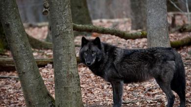 ‘It’s something new and unusual’ ‘It’s something new and unusual’