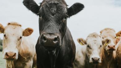 ‘We have never been closer to a pandemic from this virus’ ‘We have never been closer to a pandemic from this virus’