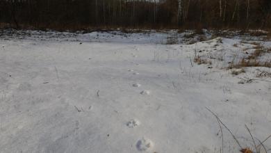 Government greenlights nationwide hunt to cut apex predator population in half: ‘We are concerned’ Government greenlights nationwide hunt to cut apex predator population in half: ‘We are concerned’