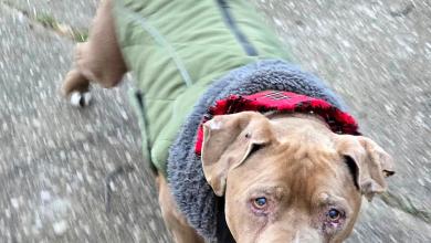 Michigan veterinarian faces theft charge after refusing to return homeless man’s dog Michigan veterinarian faces theft charge after refusing to return homeless man’s dog