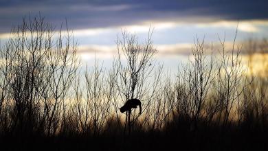 Cats keep catching and spreading a puzzling and deadly disease: Is your cat safe? Cats keep catching and spreading a puzzling and deadly disease: Is your cat safe?