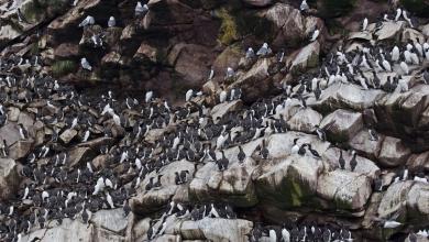 Researchers stunned after discovering cause of massive animal die-off along coastline: 'It was a gut punch' Researchers stunned after discovering cause of massive animal die-off along coastline: 'It was a gut punch'