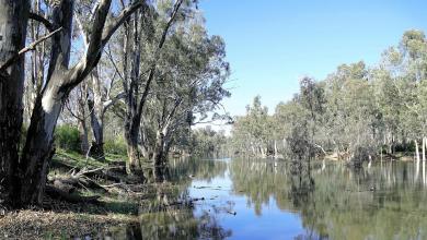 ‘Back from the brink of extinction’ ‘Back from the brink of extinction’