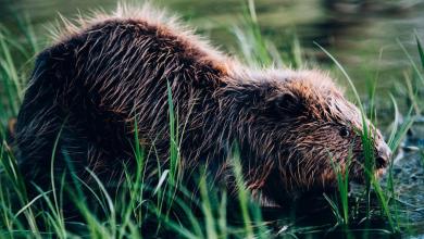 Beavers finish seven-year dam project in two days Beavers finish seven-year dam project in two days
