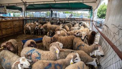 Morocco urges people to not buy sheep for Eid al-Adha celebrations Morocco urges people to not buy sheep for Eid al-Adha celebrations