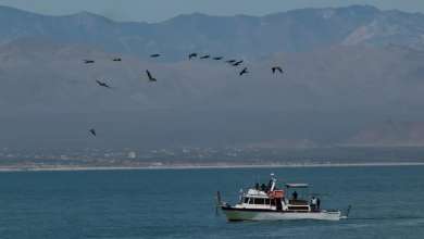 How Mexican cartels and Chinese criminal networks are moving ‘cocaine of the sea’ through Canadian ports How Mexican cartels and Chinese criminal networks are moving ‘cocaine of the sea’ through Canadian ports