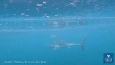 Octopus hitches ride on shark’s back in remarkable footage that is ‘a reminder of the wonders of the ocean’: ‘Sharktopus’ Octopus hitches ride on shark’s back in remarkable footage that is ‘a reminder of the wonders of the ocean’: ‘Sharktopus’