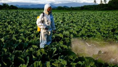 Scientists make concerning discovery about health impacts of common pesticide: ‘Every tissue is compromised’ Scientists make concerning discovery about health impacts of common pesticide: ‘Every tissue is compromised’