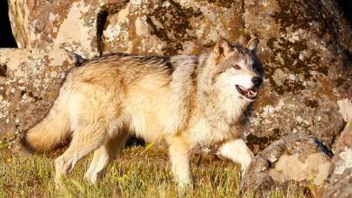 Experts reveal stunning potential impact of reintroducing predator to landscape for first time in 250 years Experts reveal stunning potential impact of reintroducing predator to landscape for first time in 250 years