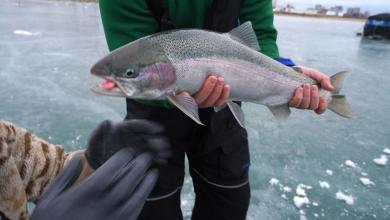 Trout arriving for fishing at waterholes near you in central Ohio Trout arriving for fishing at waterholes near you in central Ohio