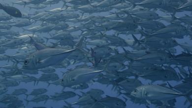 Dive Into The Thriving Marine Paradise Of The Marshall Islands Dive Into The Thriving Marine Paradise Of The Marshall Islands