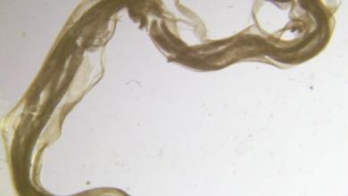 Expired Cans of Salmon From Decades Ago Contained a Big Surprise Expired Cans of Salmon From Decades Ago Contained a Big Surprise