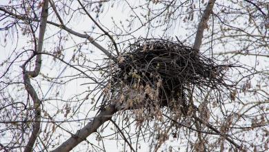 Scientists make disturbing new discovery after analyzing blood of vultures: 'The tip of the iceberg' Scientists make disturbing new discovery after analyzing blood of vultures: 'The tip of the iceberg'