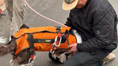 Dog saved after falling over 100 feet at Colorado National Monument Dog saved after falling over 100 feet at Colorado National Monument