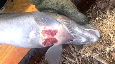 Ohio is releasing 85,000 rainbow trout in area lakes and ponds. Find out where and when Ohio is releasing 85,000 rainbow trout in area lakes and ponds. Find out where and when