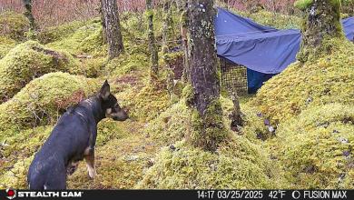 Cheeseburgers and chicken so far fail to entice a rescue dog who’s spent weeks on the run in Alaska Cheeseburgers and chicken so far fail to entice a rescue dog who’s spent weeks on the run in Alaska