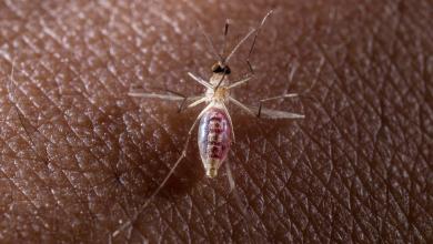 Researchers discover virus for the first time in new geographic region — here’s what it means for the future of illnesses Researchers discover virus for the first time in new geographic region — here’s what it means for the future of illnesses