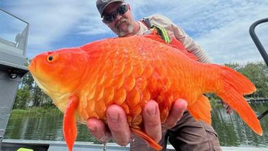 ‘Megalodon’ Goldfish Found in Pennsylvania Waterway — and Now Officials Are Issuing a Warning to Pet Owners ‘Megalodon’ Goldfish Found in Pennsylvania Waterway — and Now Officials Are Issuing a Warning to Pet Owners