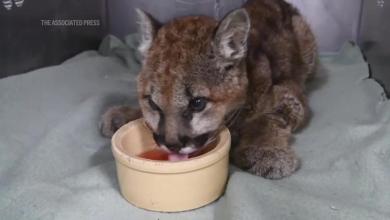 Orphaned cougar cub finds new home at Northwest Trek Wildlife Park after rescue in Washington Orphaned cougar cub finds new home at Northwest Trek Wildlife Park after rescue in Washington