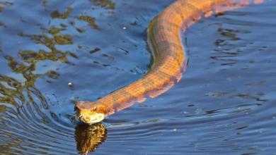 Texas is home to 4 venomous snake species. Here’s what to do if a rattlesnake bites you Texas is home to 4 venomous snake species. Here’s what to do if a rattlesnake bites you