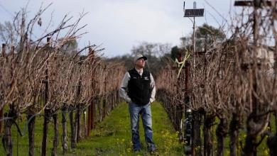 AI made its way to vineyards. Here’s how the technology is helping make your wine AI made its way to vineyards. Here’s how the technology is helping make your wine