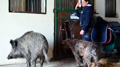 Plight of wild boar found in the bin captures hearts of French… including Brigitte Bardot Plight of wild boar found in the bin captures hearts of French… including Brigitte Bardot