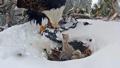 ‘Where is the third baby?’ Concern grows over Jackie and Shadow’s missing eaglet ‘Where is the third baby?’ Concern grows over Jackie and Shadow’s missing eaglet